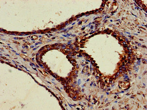 Immunohistochemistry (Formalin/PFA-fixed paraffin-embedded sections) - Anti-NUCB2 antibody (AB223123)