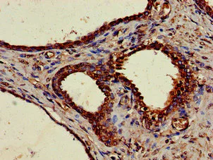 Immunohistochemistry (Formalin/PFA-fixed paraffin-embedded sections) - Anti-NUCB2 antibody (AB223123)
