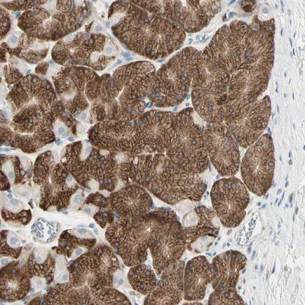 Immunohistochemistry (Formalin/PFA-fixed paraffin-embedded sections) - Anti-NUCB2 antibody (AB224348)