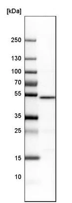 Western blot - Anti-NUCB2 antibody (AB224348)