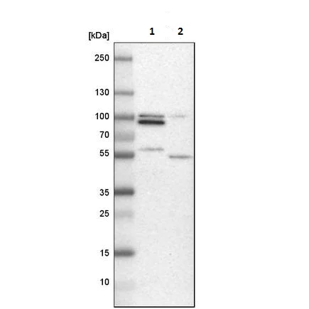 Western blot - Anti-NUCB2 antibody (AB224348)