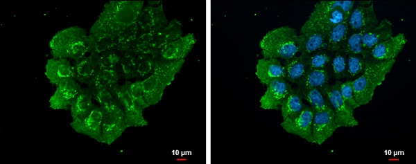 Immunocytochemistry/ Immunofluorescence - Anti-NUCB2 antibody - C-terminal (AB229683)
