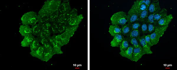Immunocytochemistry/ Immunofluorescence - Anti-NUCB2 antibody - C-terminal (AB229683)
