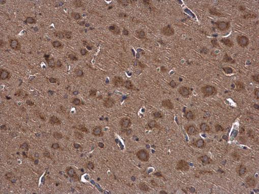 Immunohistochemistry (Formalin/PFA-fixed paraffin-embedded sections) - Anti-NUCB2 antibody - C-terminal (AB229683)