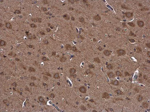 Immunohistochemistry (Formalin/PFA-fixed paraffin-embedded sections) - Anti-NUCB2 antibody - C-terminal (AB229683)