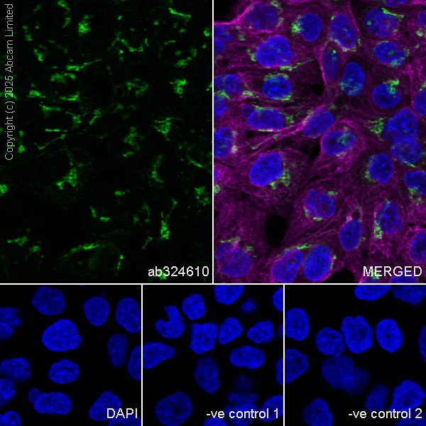 Immunocytochemistry/ Immunofluorescence - Anti-NUCB2 antibody [EPR25883-49] (AB324610)