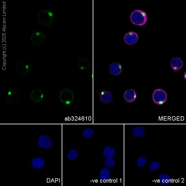 Immunocytochemistry/ Immunofluorescence - Anti-NUCB2 antibody [EPR25883-49] (AB324610)