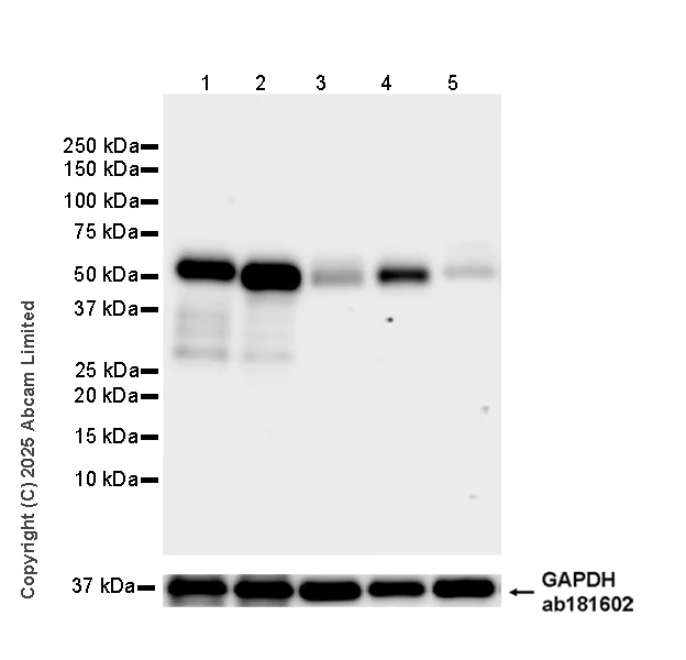 Western blot - Anti-NUCB2 antibody [EPR25883-49] (AB324610)