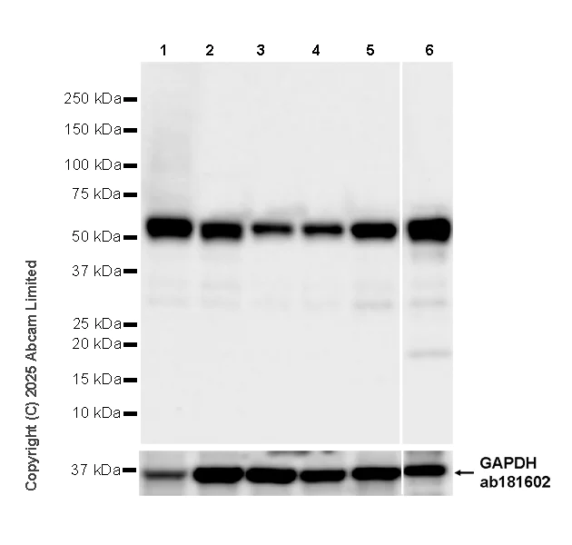 Western blot - Anti-NUCB2 antibody [EPR25883-49] (AB324610)
