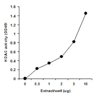 Functional Studies - Nuclear Extraction Kit (AB113474)