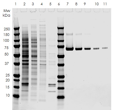 SDS-PAGE - Nuclear Extraction Kit - Soluble / Insoluble Fractions (AB219177), expandable thumbnail