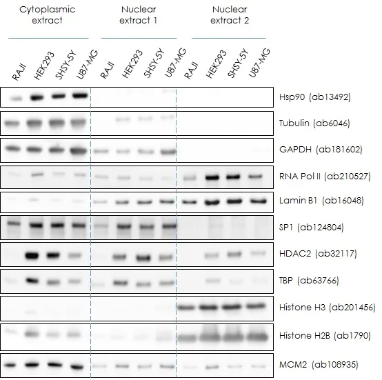 Western blot - Nuclear Extraction Kit - Soluble / Insoluble Fractions (AB219177)