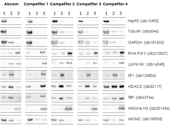 Western blot - Nuclear Extraction Kit - Soluble / Insoluble Fractions (AB219177)