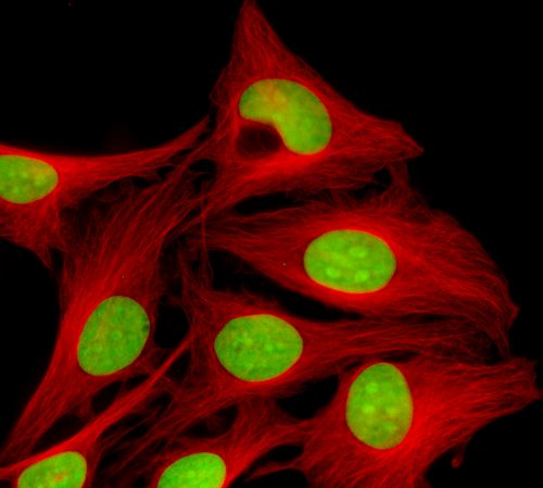 Immunocytochemistry/ Immunofluorescence - Nuclear Green DCS1 (AB138905), expandable thumbnail