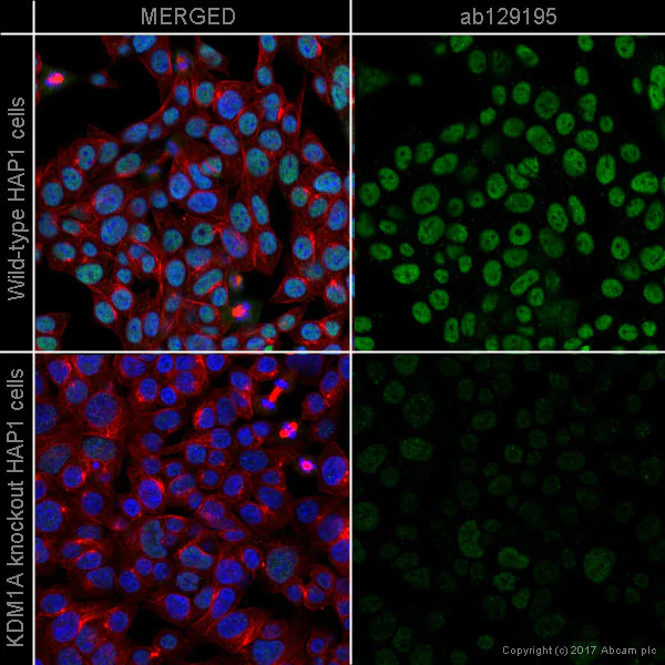 Immunocytochemistry/ Immunofluorescence - Nuclear Marker (Lamin A + C, SC35, KDM1/LSD1, Fibrillarin, HP1 alpha) Antibody Sampler Panel (AB263467)