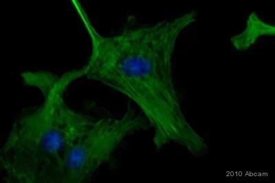 Immunocytochemistry/ Immunofluorescence - Anti-Nuclear Matrix Protein p84 antibody [5E10] (AB487)