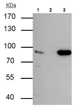 Immunoprecipitation - Anti-Nuclear Matrix Protein p84 antibody [5E10] (AB487)