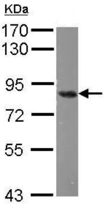 Western blot - Anti-Nuclear Matrix Protein p84 antibody [5E10] (AB487)