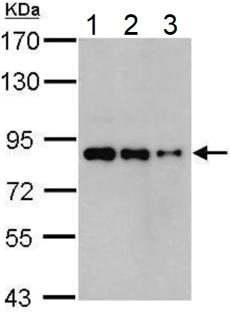 Western blot - Anti-Nuclear Matrix Protein p84 antibody [5E10] (AB487)