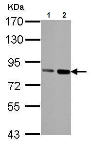Western blot - Anti-Nuclear Matrix Protein p84 antibody [5E10] (AB487)