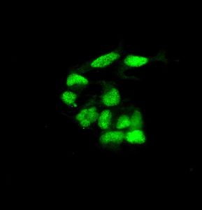 Immunocytochemistry/ Immunofluorescence - Anti-Nuclear Matrix Protein p84 antibody [EPR5661] (AB125019), expandable thumbnail