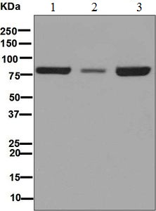 Western blot - Anti-Nuclear Matrix Protein p84 antibody [EPR5661] (AB125019), expandable thumbnail