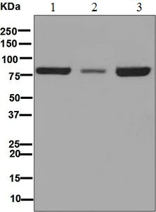 Western blot - Anti-Nuclear Matrix Protein p84 antibody [EPR5661] (AB125019)