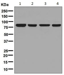 Western blot - Anti-Nuclear Matrix Protein p84 antibody [EPR5662(2)] (AB131268)