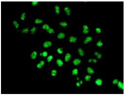 Immunocytochemistry/ Immunofluorescence - Anti-Nuclear Matrix Protein p84 antibody [EPR5662(2)] - BSA and Azide free (AB232034), expandable thumbnail