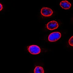 Immunocytochemistry/ Immunofluorescence - Anti-Nuclear Pore Complex Proteins antibody [Mab414] (AB24609)