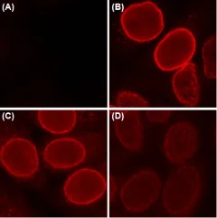 Immunocytochemistry/ Immunofluorescence - Anti-Nuclear Pore Complex Proteins antibody [Mab414] (AB24609)
