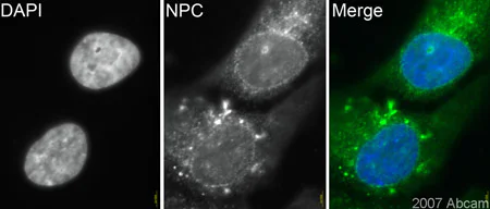 Immunocytochemistry/ Immunofluorescence - Anti-Nuclear Pore Complex Proteins antibody [Mab414] (AB24609)