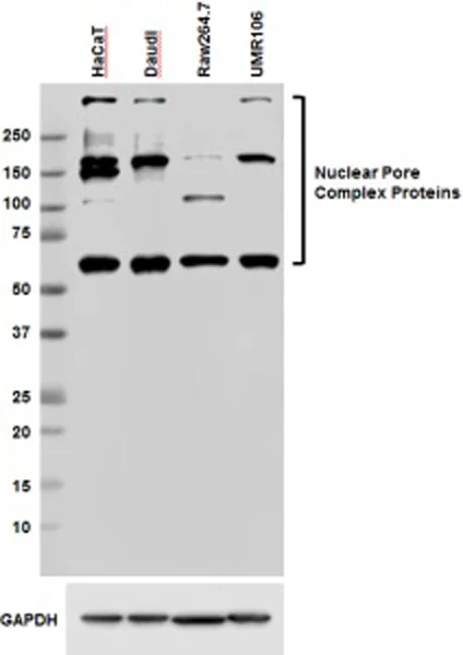 Western blot - Anti-Nuclear Pore Complex Proteins antibody [Mab414] (AB24609)