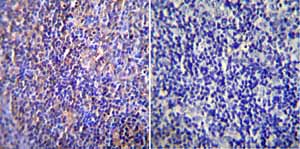 Immunohistochemistry (Formalin/PFA-fixed paraffin-embedded sections) - Anti-Nuclear Pore O-Linked Glycoprotein antibody [RL1] (AB2734)