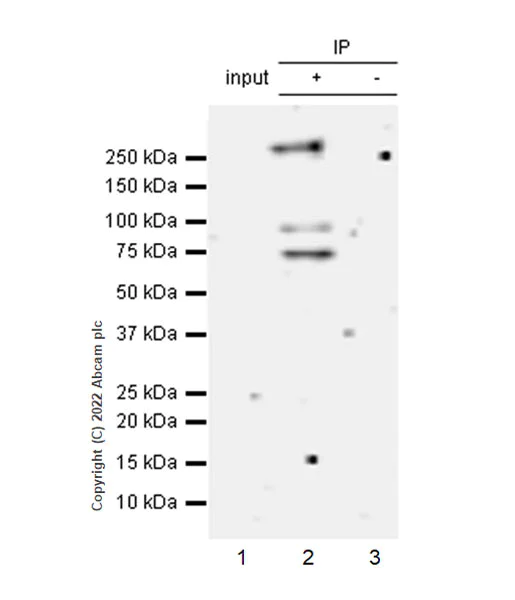 Immunoprecipitation - Anti-Nuclear Receptor Corepressor NCoR antibody [EPR23834-46] (AB300615)