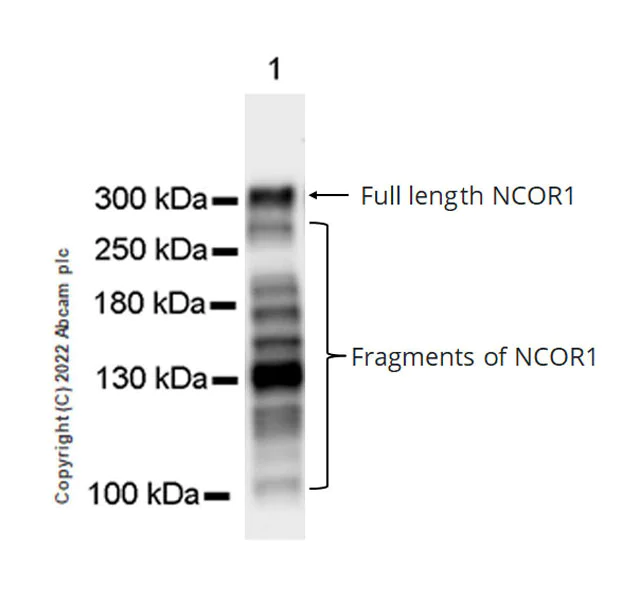 Western blot - Anti-Nuclear Receptor Corepressor NCoR antibody [EPR23834-46] (AB300615)