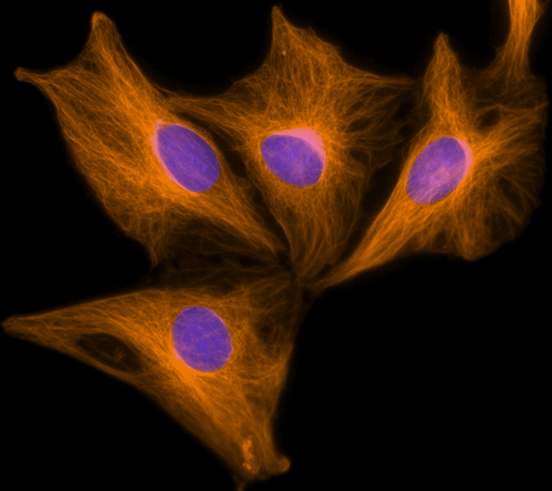 Immunocytochemistry/ Immunofluorescence - Nuclear yellow (Hoechst S769121) (AB138903), expandable thumbnail