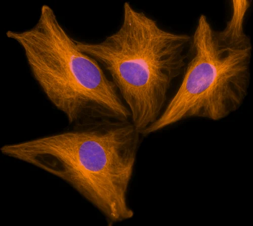 Immunocytochemistry/ Immunofluorescence - Nuclear yellow (Hoechst S769121) (AB138903)