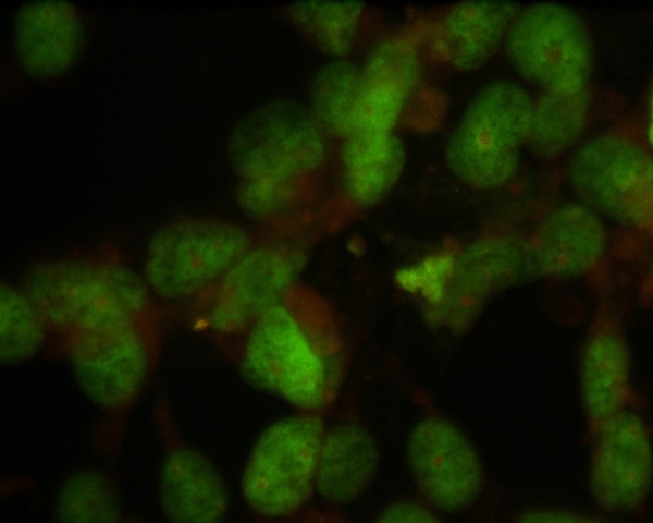 Immunocytochemistry/ Immunofluorescence - Anti-Nuclei antibody [235-1] (AB254080)