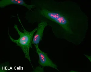 Immunocytochemistry/ Immunofluorescence - Anti-Nucleolin antibody [364-5] (AB136649)
