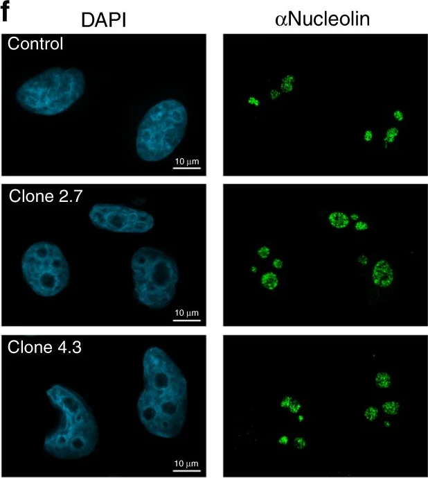 Immunocytochemistry/ Immunofluorescence - Anti-Nucleolin antibody [364-5] (AB136649)