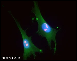 Immunocytochemistry/ Immunofluorescence - Anti-Nucleolin antibody [364-5] (AB136649)