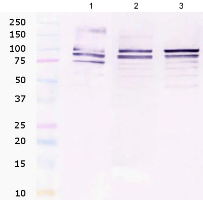 Western blot - Anti-Nucleolin antibody [364-5] (AB136649)