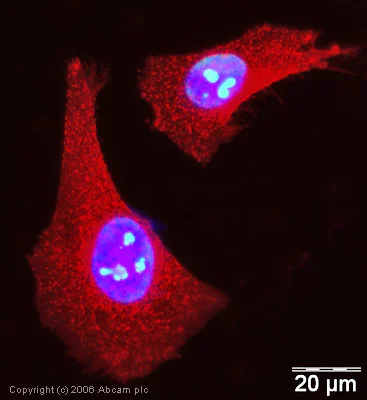 Immunocytochemistry/ Immunofluorescence - Anti-Nucleolin antibody (AB22758)