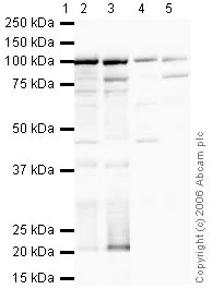 Western blot - Anti-Nucleolin antibody (AB22758)