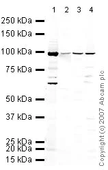Western blot - Anti-Nucleolin antibody (AB22758)