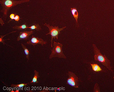 Immunocytochemistry/ Immunofluorescence - Anti-Nucleolin antibody (AB70493)