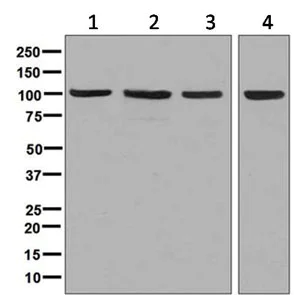 Western blot - Anti-Nucleolin antibody [EPR7951] - BSA and Azide free (AB248709)