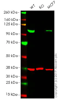 Western blot - Anti-Nucleolin antibody [EPR7951] - BSA and Azide free (AB248709)
