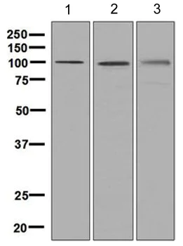Western blot - Anti-Nucleolin antibody [EPR7952] (AB129200)